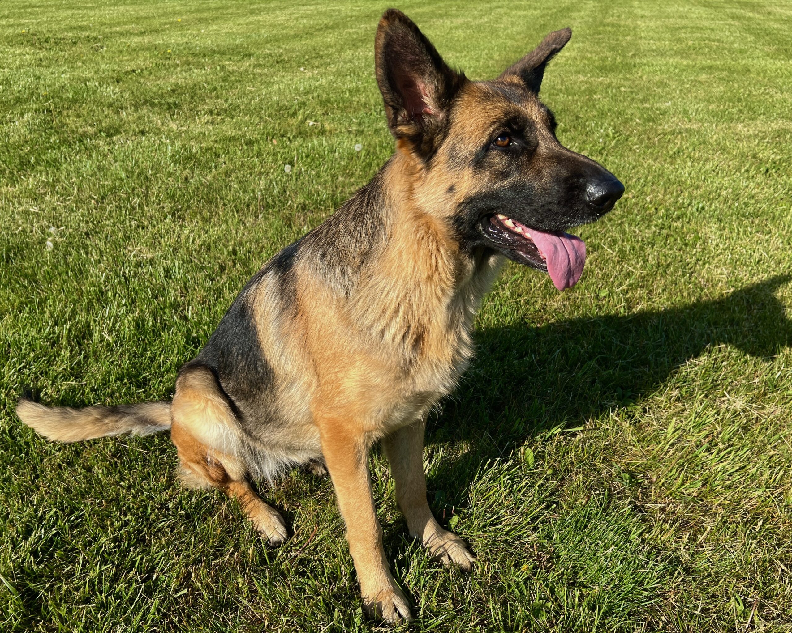 Puppies – Sentinel German Shepherds